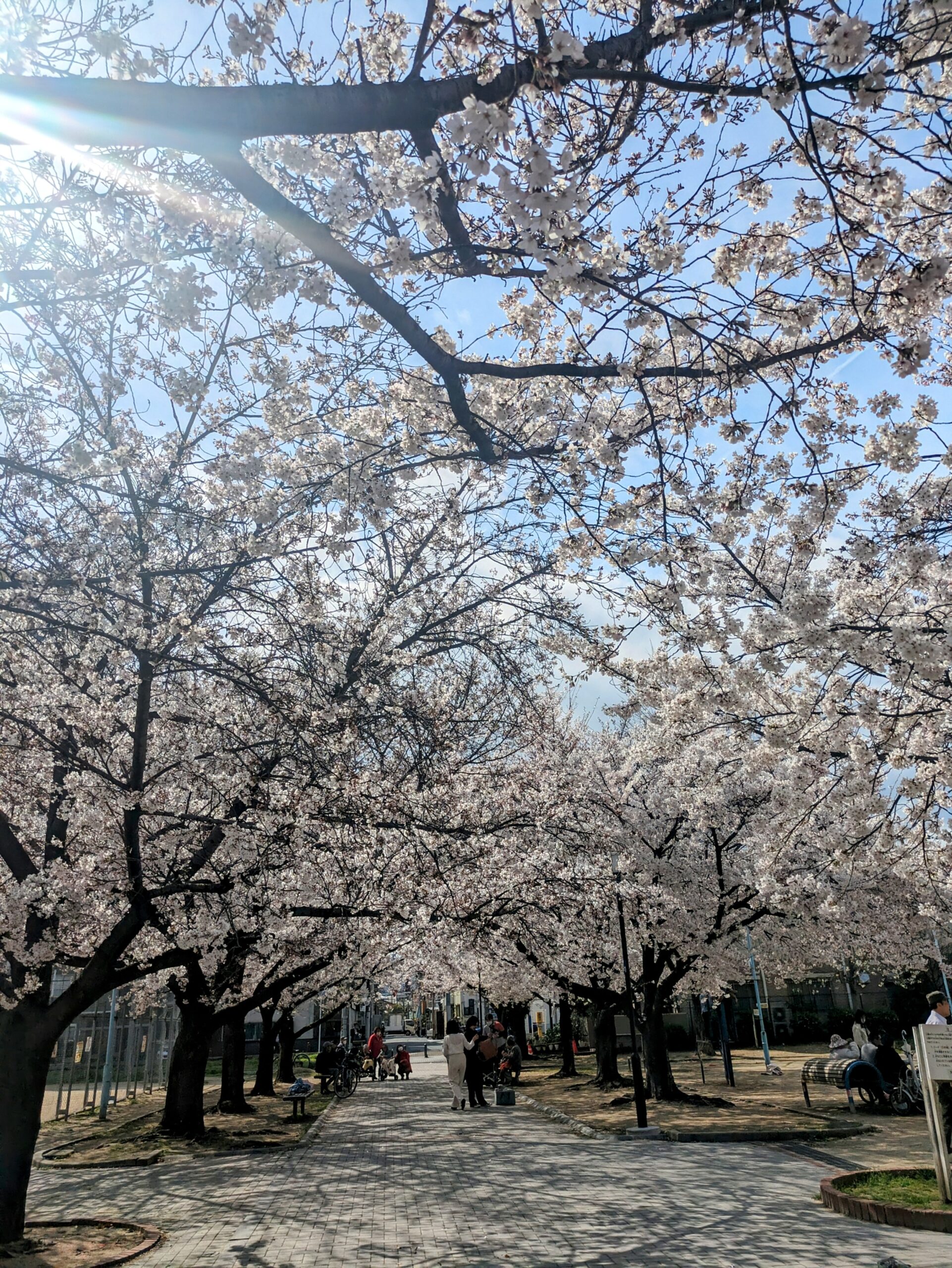 桜